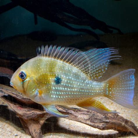 CICHLID - HECKELII THREADFIN ACARA Acarichthys heckelii - Aquatics Unlimited