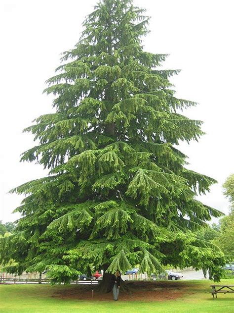 Eastern Hemlock (Canadian Hemlock) - Coniferous Forest