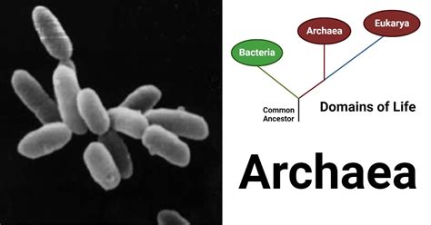 Archaea: Habitat, Characteristics, Classification, Applications