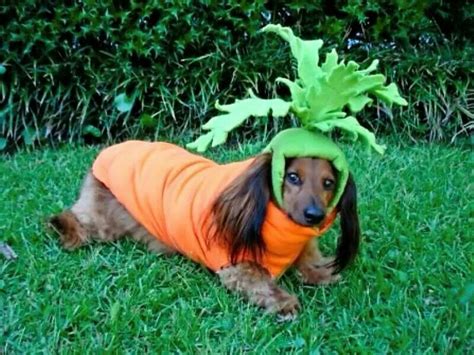 This is just not right...lololol | Dachshund halloween costumes, Dog halloween costumes, Dog ...