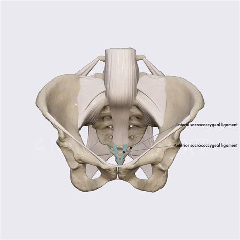 Sacrococcygeal symphysis and its ligaments | Ligaments of the pelvis | Pelvis | Anatomy.app ...