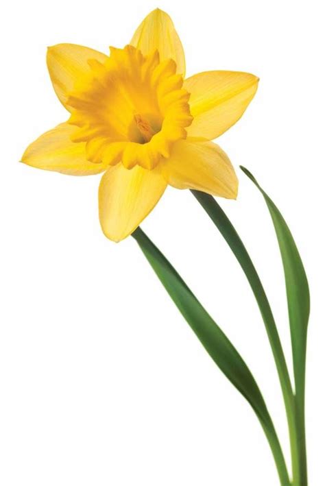 Daffodil Outline | Free download on ClipArtMag