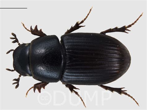 Identification | Dung beetle UK Mapping Project