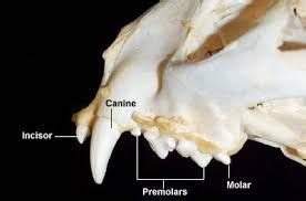 cat tongue anatomy