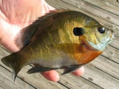 Bluegill Sunfish Pictures – Freshwater Fishing News