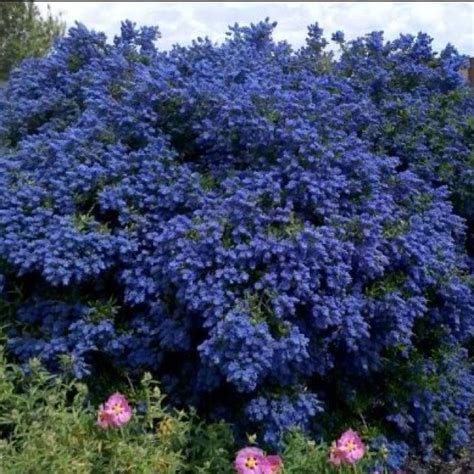 California Lilac. Grows wild behind my old house. Absolutely beautiful ...