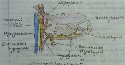 Medicowesome: Extrinsic muscles of the tongue