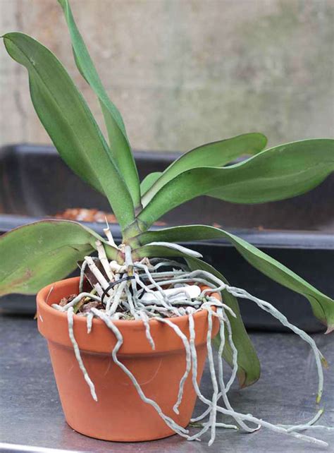 Moth Orchid - Care Tips, Propagating & More