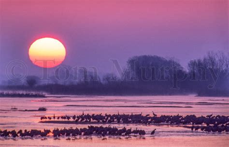 Sandhill Cranes Sunrise Platte River – Tom Murphy Photography