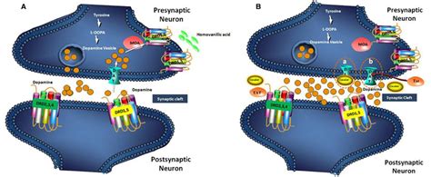 Mechanism of Dopamine reuptake by DAT receptor (A) and blocking of the... | Download Scientific ...