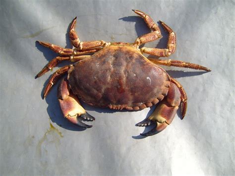 File:Arthropods crab.jpg - Wikimedia Commons