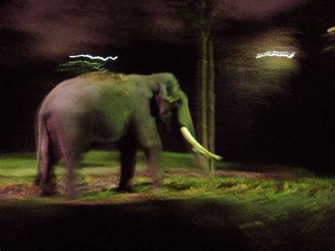 Elephant at Night - Night Safari Zoo - Singapore | Chawang B… | Flickr