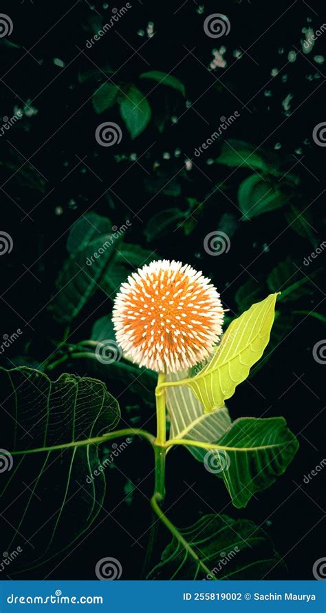 Kadamba flower stock photo. Image of plant, yellow, pattern - 255819002