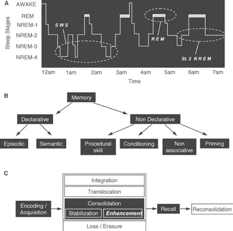 The sleep cycle, memory systems, and memory stages. ( A ) The human... | Download Scientific Diagram