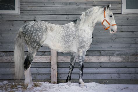 Pretty Dappled Grey | Dapple grey horses, Horses, Pretty horses