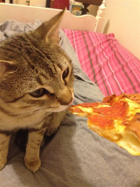 I see your cat eating a cheeseburger and give you mine eating pizza. : funny