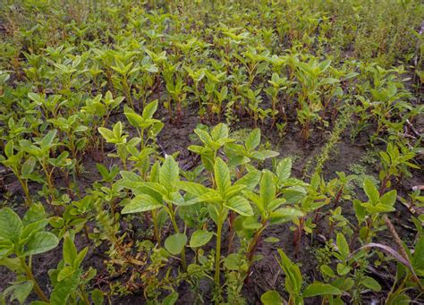 Waterhemp | Getting Rid Of Weeds