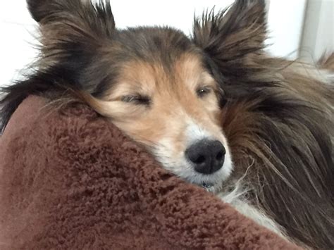 Sheltie Chloe sleeping Mini Collie, Sheep Dogs, Shetland Sheepdog, Sheltie, Breeders, Dixie, Dog ...