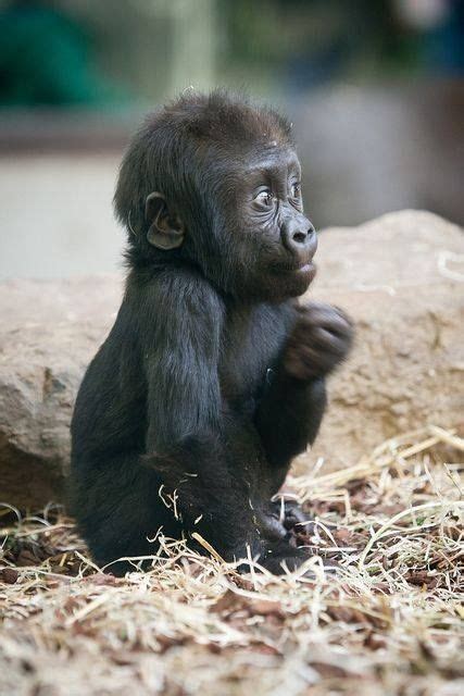 Pin by Frans Thirion on Wildlife | Baby gorillas, Cute baby animals ...