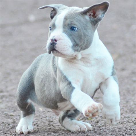 Pitbull Chiot puppy puppies pero cane American bully XL XXL Bully ...