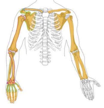 Radius Bone Anatomy, Location & Tuberosity | Study.com