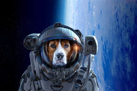 Dog Astronaut Stock Images - Download 105 Royalty Free Photos