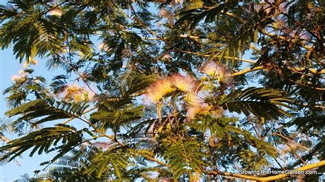 Mimosa - Albizia julibrissin INVASIVE PLANT - Growing The Home Garden