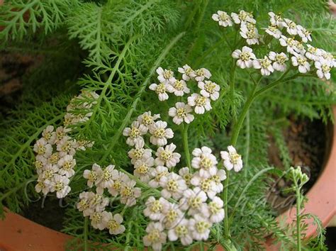 Achillea millefolium - Common Yarrow