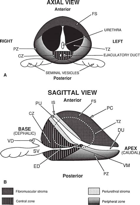 Prostate Anatomy Apex