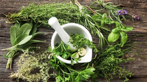 These medicinal herbs strengthen your immune system - Archyde