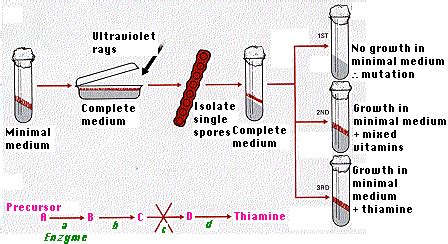 6.1: One Gene - One Enzyme Theory - Biology LibreTexts