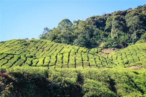 Cameron Highlands Malaysia Things To Do 2024 - CK Travels