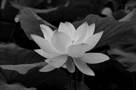Tổng hợp 89+ hình nền hoa sen trắng đẹp nhất - Sai Gon English Center