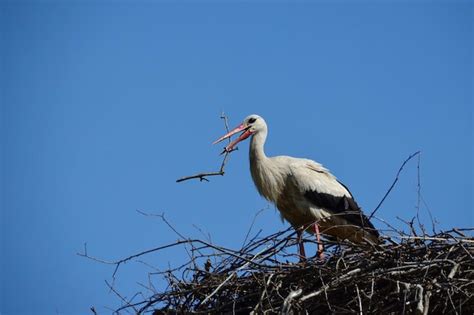 Premium Photo | Stork building a nest with branch in the beak