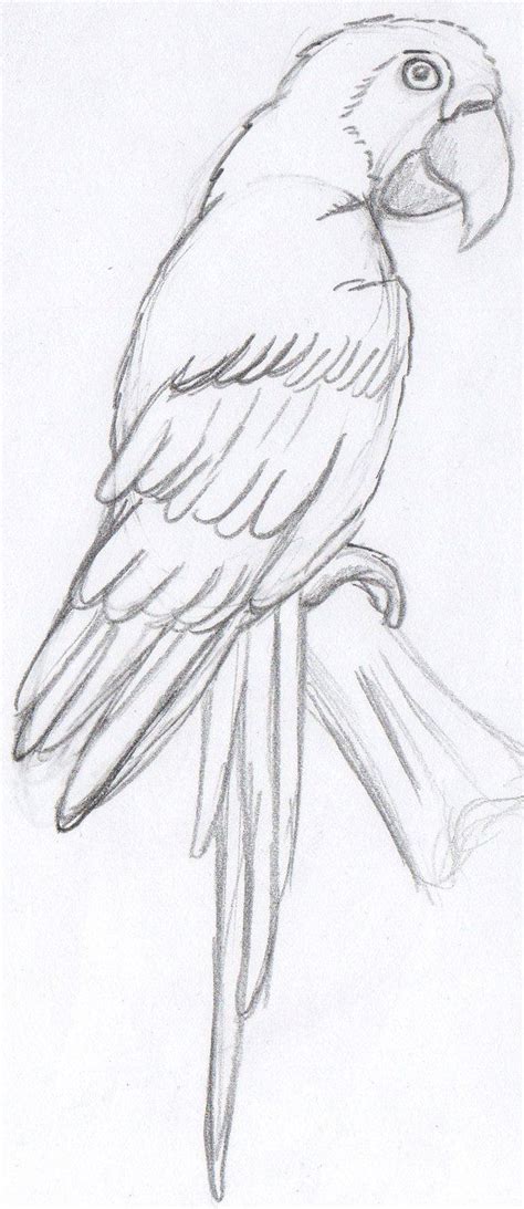 Parrot Sketch Sketch Coloring Page | Pencil drawings of animals, Parrot drawing, Animal sketches ...