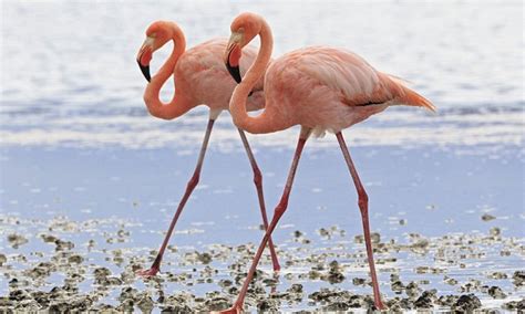 Dance of the flamingos: The flirty birds have 136 moves to lure a mate - but it all goes ...