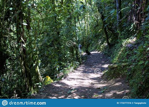 Trail through Cloud Forest 843981 Stock Photo - Image of hiking, ecuador: 173277316