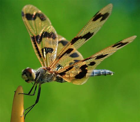 Dragonfly Wings - a photo on Flickriver