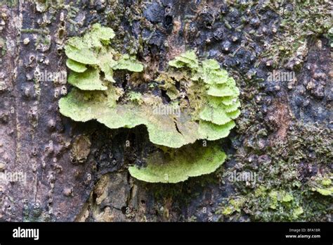 Rainforest tree bark hi-res stock photography and images - Alamy