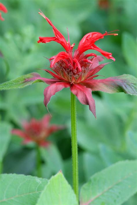 Monarda - Perennial Power