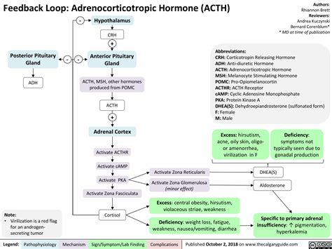 Feedback Loop: Adrenocorticotropic Hormone (ACTH) | Calgary Guide