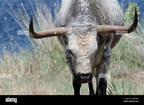 Texas Longhorn, Bos taurus taurus, bull Stock Photo - Alamy