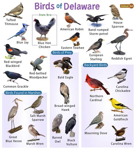 Delaware is home to 19 species of birds of prey – Nature Blog Network