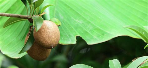 Delights of Indian Sapota (Chikoo): Benefits, Varieties, and Processing