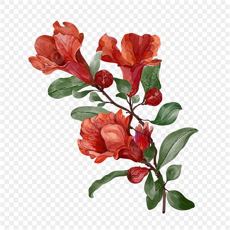 Pomegranate Watercolor PNG Transparent, Watercolor Painting Of Pomegranate Flowers On Branch ...