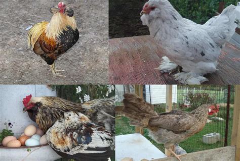 Top 4 Chicken Breeds to Raise for Blue Eggs (with Pictures)