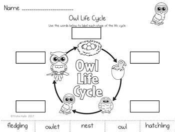 Owl Life Cycle | Comprensión y Proyectos