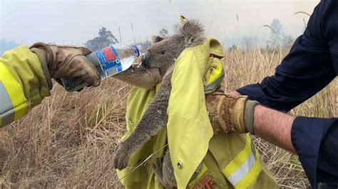 Fundraisers skyrocket to help koalas dying in Australia - Good Morning America