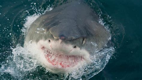 10 Most Dangerous Places for Shark Attacks | HowStuffWorks