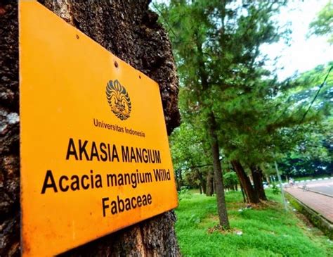 Klasifikasi Pohon Akasia Acacia Magnoliophyta